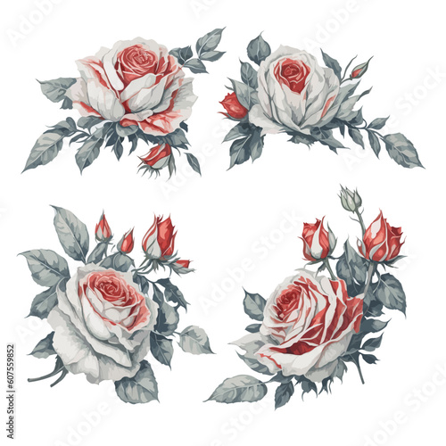 Set of Red and White Rose Flower Arrangement Watercolor Illustration