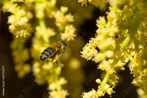 A bee collects nectar