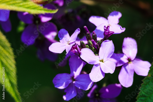 Wild Purple Phlox in blooming in Blue Ridge Mountains