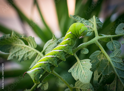 Tomato Hornworm