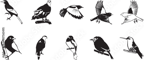 Ten smooth vector clipart illustration of birds photo