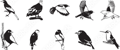 Ten smooth vector clipart illustration of birds