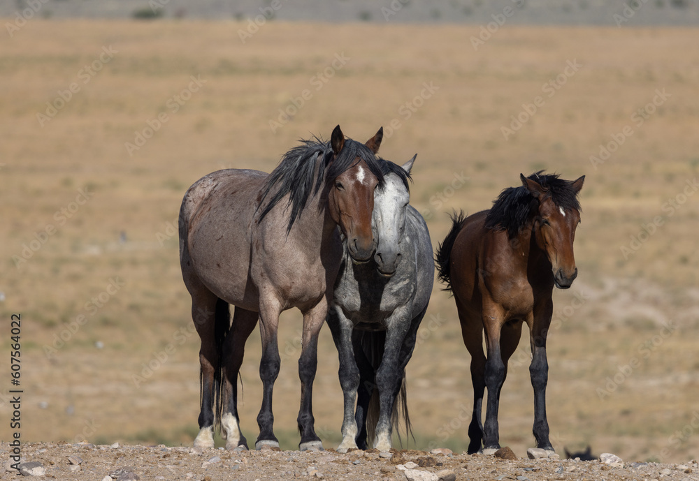 Wild Horses in the Utah Dessert in Summer Wild Horses in the Utah Dessert in Summer