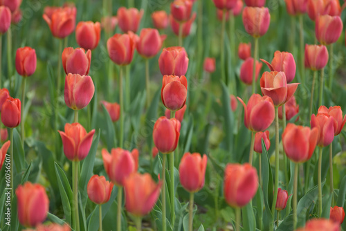 Flower bed with the blooming red tulips