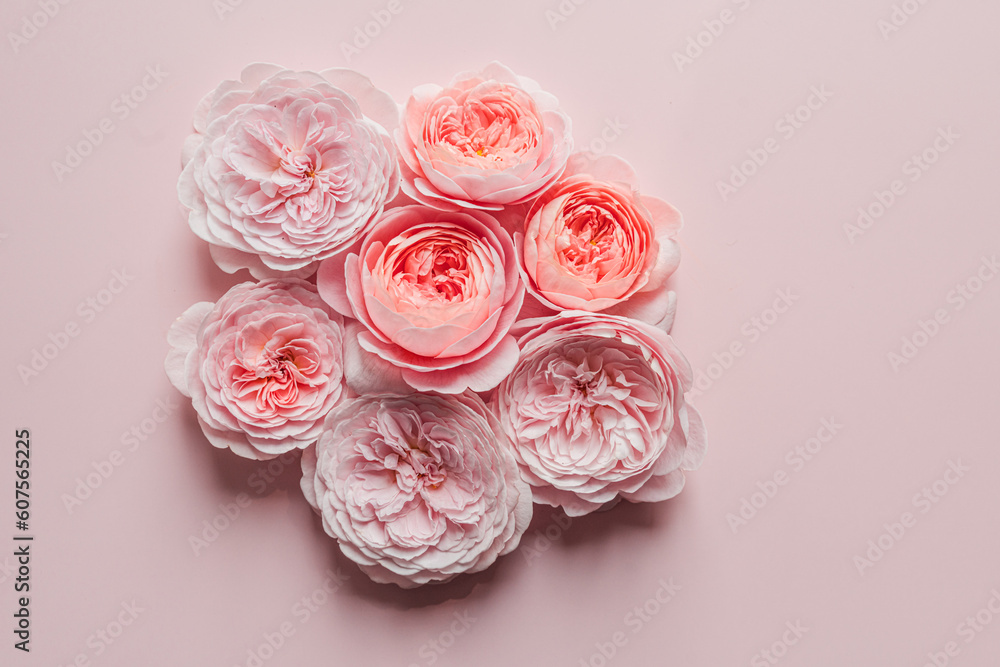 David Austin roses on the pink background for design David Austin roses on the pink background for design
