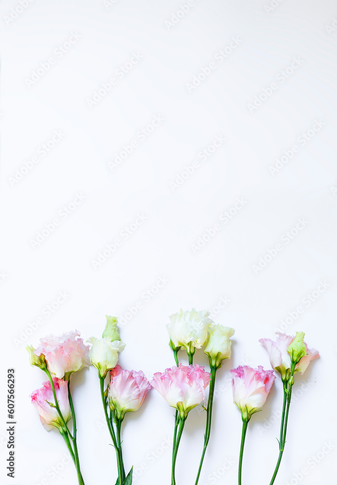 Beautiful eustoma flowers on a white background with space for a copy. Floral background, vertical banner, flowers on green twigs, Pink and white eustomas on a light background with space for text