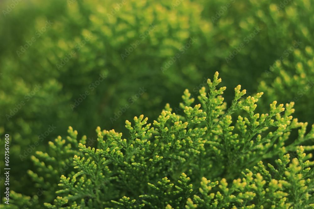 Spring nature. Young twigs of Thuja closeup. Fresh green leaves, branches of white cedar on blurred background. Young twigs of evergreen. White Cedar. Thuja green leaves. Copy space. Ecology Spring nature. Young twigs of Thuja closeup. Fresh green leaves, branches of white cedar on blurred background. Young twigs of evergreen. White Cedar. Thuja green leaves. Copy space. Ecology