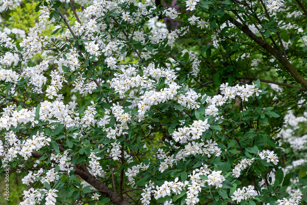 Pearl bush blooming in late spring and early summer it's awash with multiple of pure white flowers. The Bride. Exochorda tianshanica Gontsch. Botanical Garden, Kyiv, Ukraine Pearl bush blooming in late spring and early summer it's awash with multiple of pure white flowers. The Bride. Exochorda tianshanica Gontsch. Botanical Garden, Kyiv, Ukraine