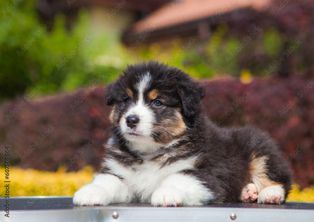 Australian Shepherd tricolor puppy in the park Australian Shepherd tricolor puppy in the park