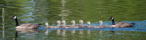 country goose family
