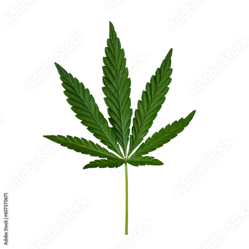 Green Cannabis leaf isolated on transparent background. Hemp leaf cutout close up. Marijuana drugs is produced from Cannabis leaf.