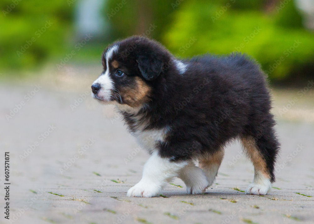 Australian Shepherd tricolor puppy in the park Australian Shepherd tricolor puppy in the park