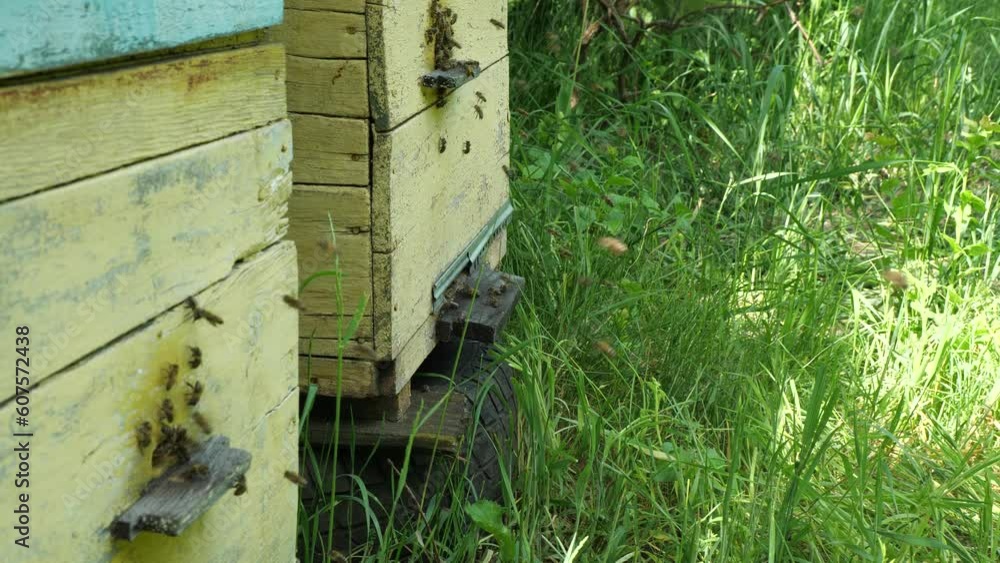 Bees actively fly in the field for nectar and pollen.
Delivery of nectar and pollen by bees to the hive. Bees actively fly in the field for nectar and pollen.
Delivery of nectar and pollen by bees to the hive.