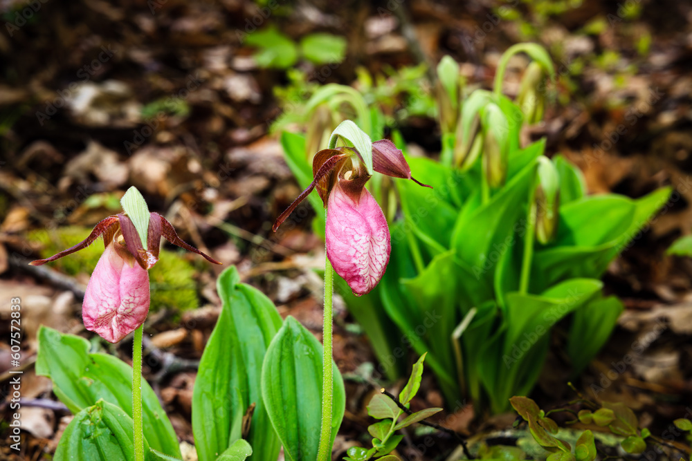 Pink Lady Slipper wild orchids blooming in Blue Ridge Mountains Pink Lady Slipper wild orchids blooming in Blue Ridge Mountains