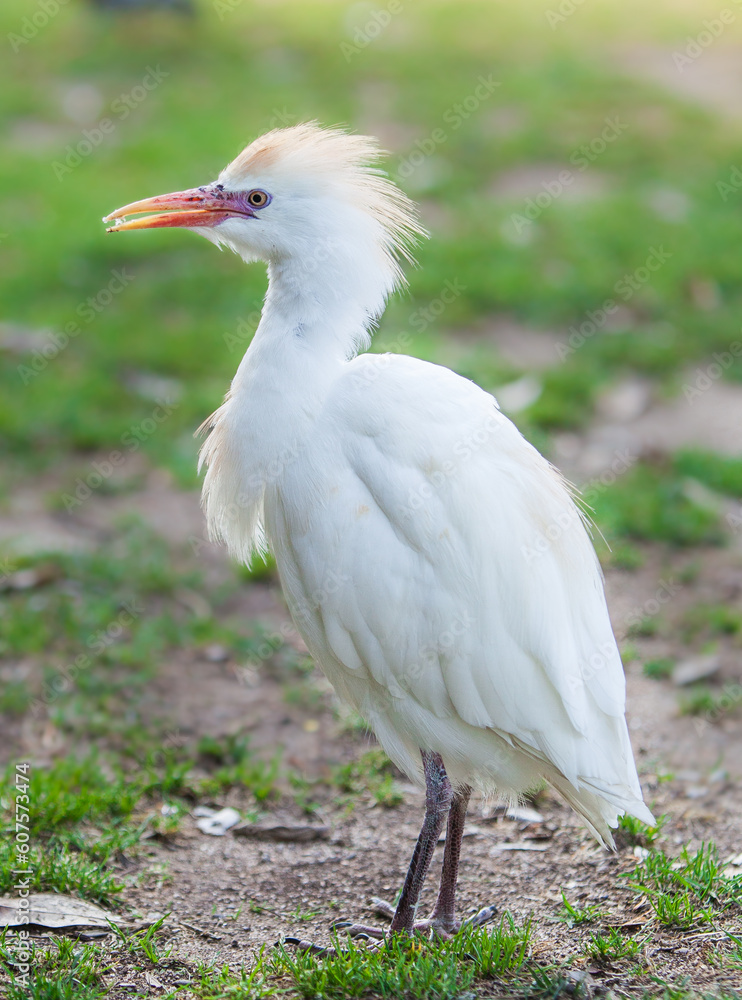 
Egyptian heron, bird in the park