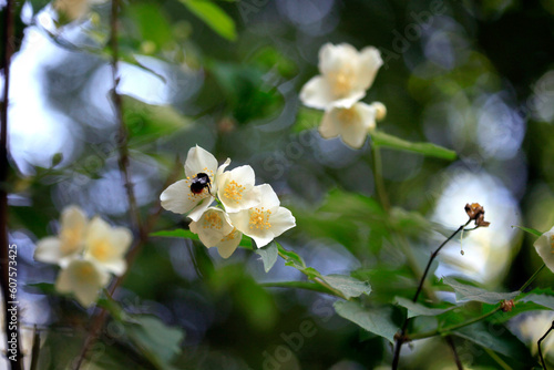 White flowers in spring garden