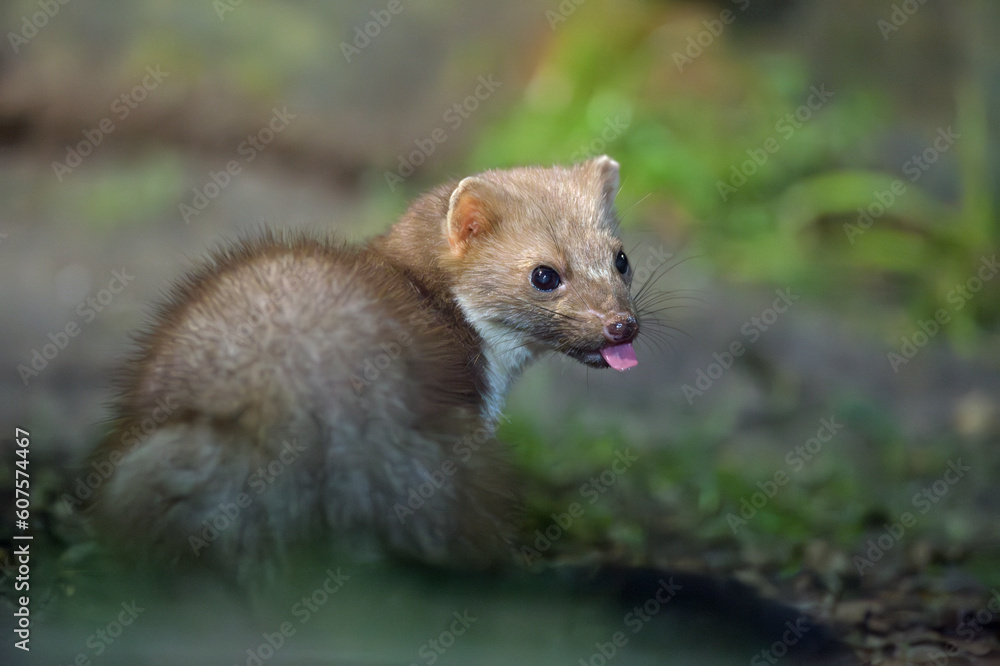 Fototapeta premium Steinmarder Martes foina
