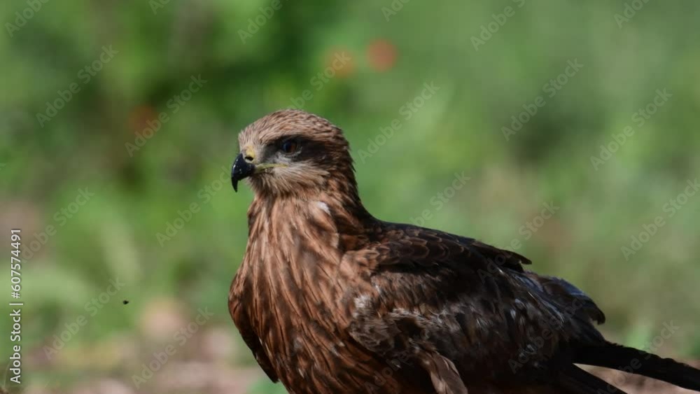Black Kite Milvus migrans in the wild. The bird looks around. Close up.