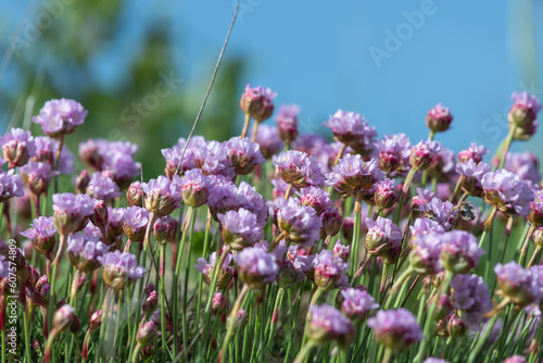 Thrift  armeria maritima  flowers in bloom