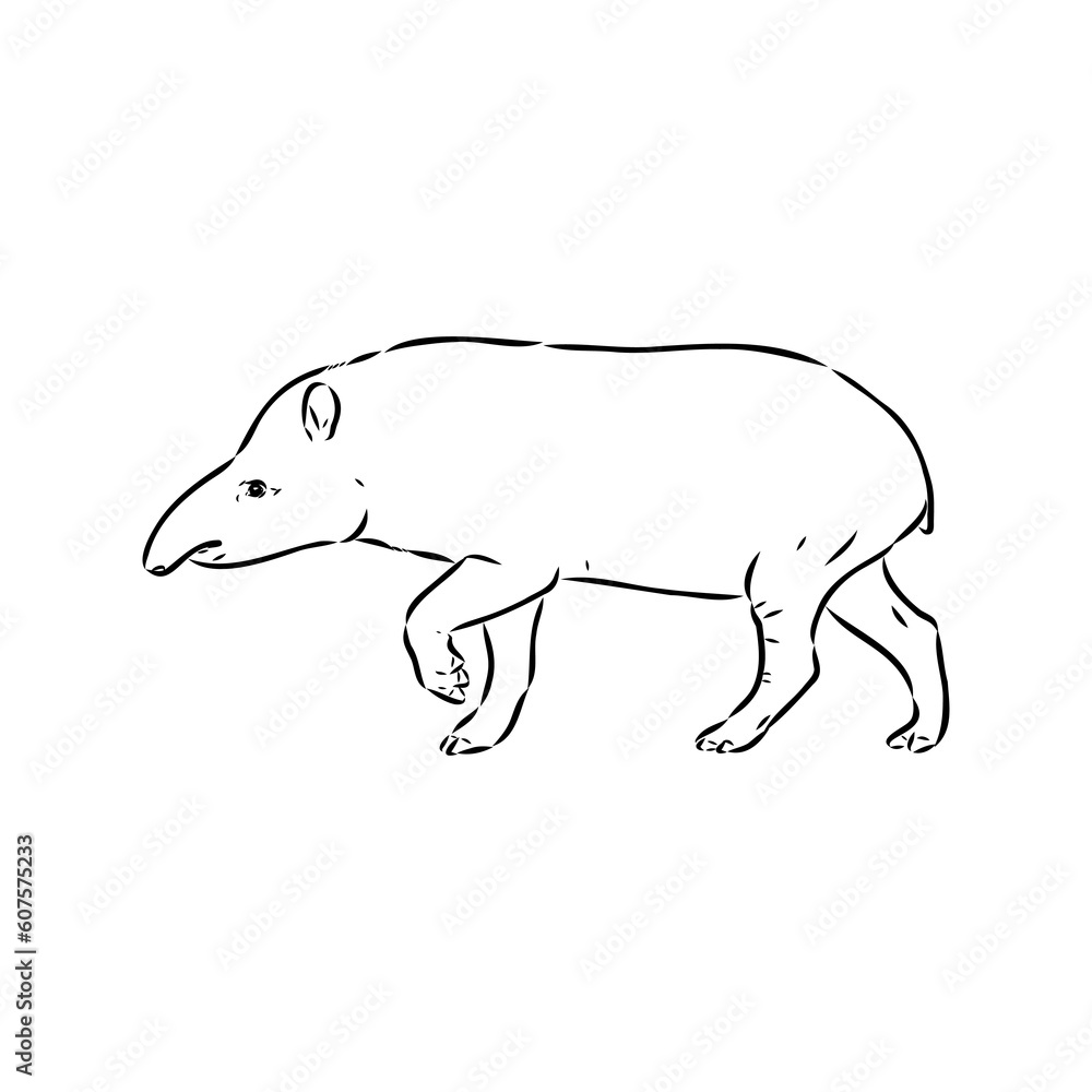 Tapir animal sketch engraving vector illustration. Scratch board style imitation. Hand drawn image. Tapir animal sketch engraving vector illustration. Scratch board style imitation. Hand drawn image.