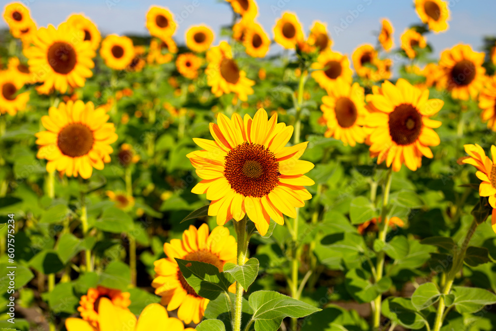 Sunflower field, Beautiful summer landscape. Sunflower field, Beautiful summer landscape.