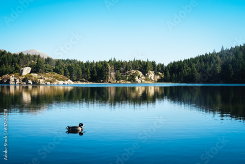 pato en un lago en el bosque con reflejos de arboles en el agua