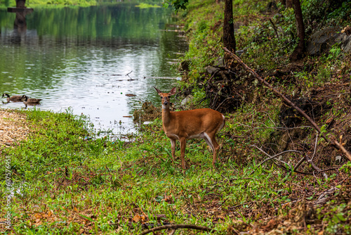 Fototapeta Naklejka Na Ścianę i Meble -  Whitetail Deer along the riverbank and forest