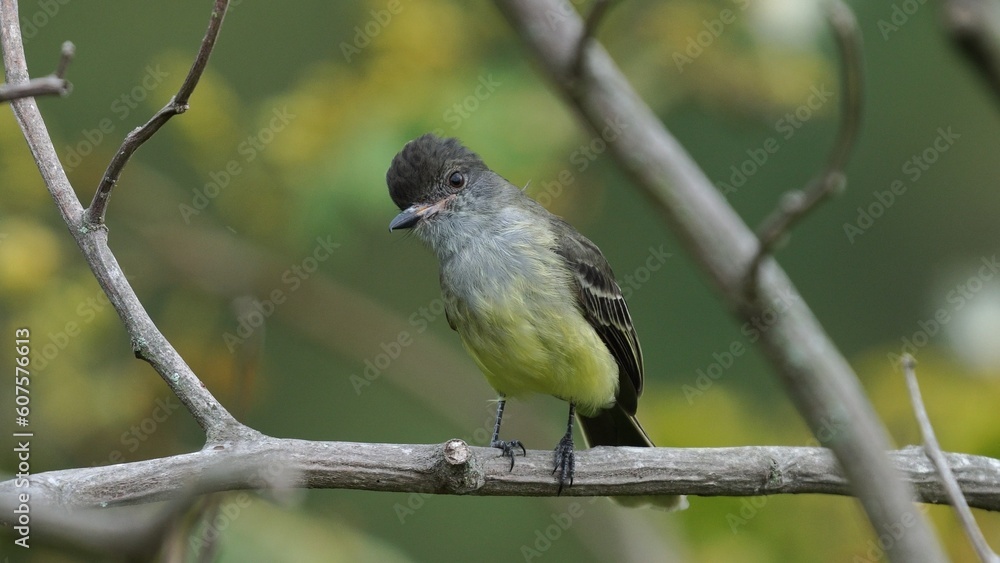 Obraz premium copeton apical