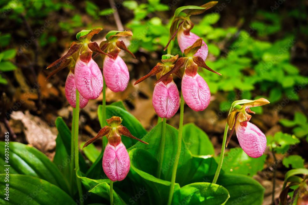 Pink Lady Slipper wild orchids blooming in Blue Ridge Mountains Pink Lady Slipper wild orchids blooming in Blue Ridge Mountains