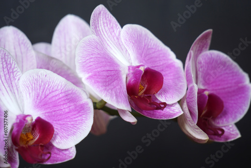 Nahaufnahme Orchidee 
