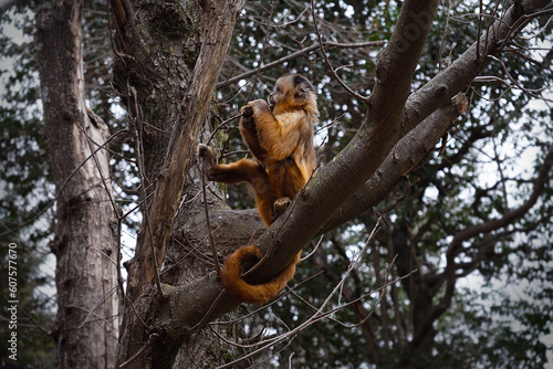 Mono sentado en árbol comiendo en altura