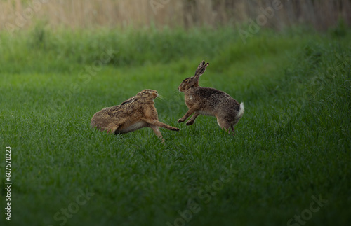 Two fighting rabbits on green grass © Philipp