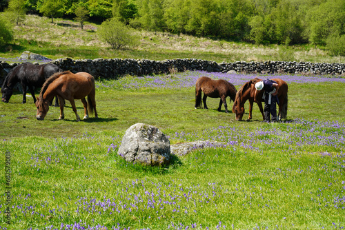 Dartmoor Ponies surrounded by bluebells in May, near Saddle Tor in Dartmoor National Park, Devon, UK photo