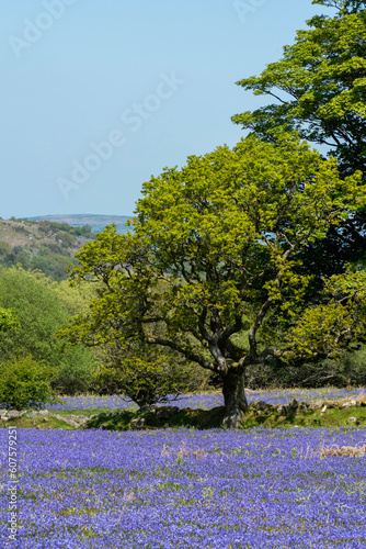 Carpet of wild bluebell flowers (Hyacinthoides non-scripta) at Emsworthy Mire in Dartmoor National Park, Devon, England photo