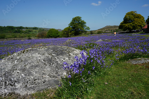 Carpet of wild bluebell flowers (Hyacinthoides non-scripta) at Emsworthy Mire in Dartmoor National Park, Devon, England photo