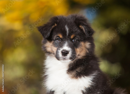 Fototapeta Naklejka Na Ścianę i Meble -  Australian Shepherd tricolor puppy in the park	
