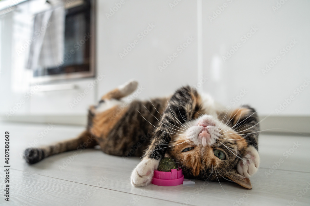 Playful cat having fun with catnip ball toy. Furry pets favourite pastime. Fluffy multicolour kitty wrinkles muzzle with pleasure lying on kitchen floor. Love house animals. Best for pets. - obrazy, fototapety, plakaty 