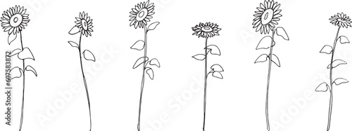 線画。夏のひまわりのシンプルベクター線画。向日葵の手描き背景素材。Line drawing. Simple vector line drawing of sunflowers in summer. Hand drawn background of sunflowers.