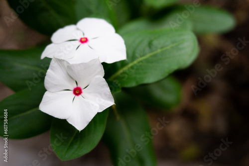 Naklejka Beautiful native flower of Mexico