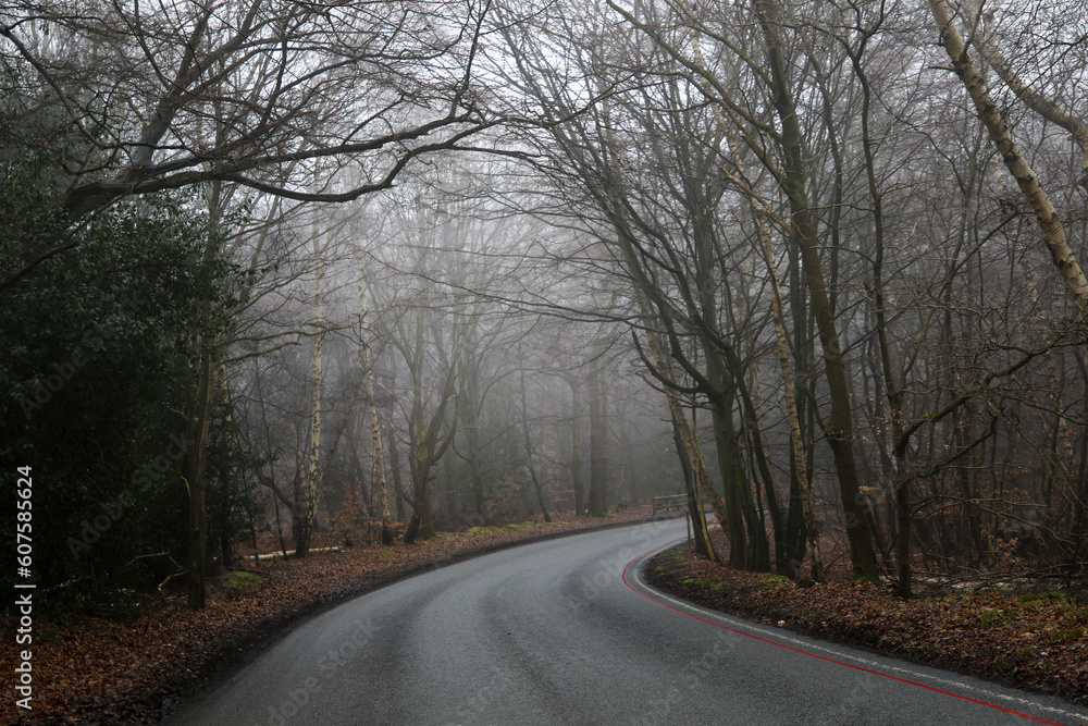 Epping Forest in the mist, United Kingdom