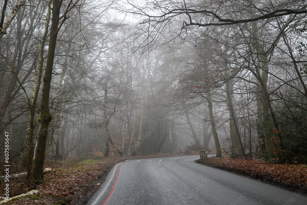 Epping Forest in the mist, United Kingdom Epping Forest in the mist, United Kingdom