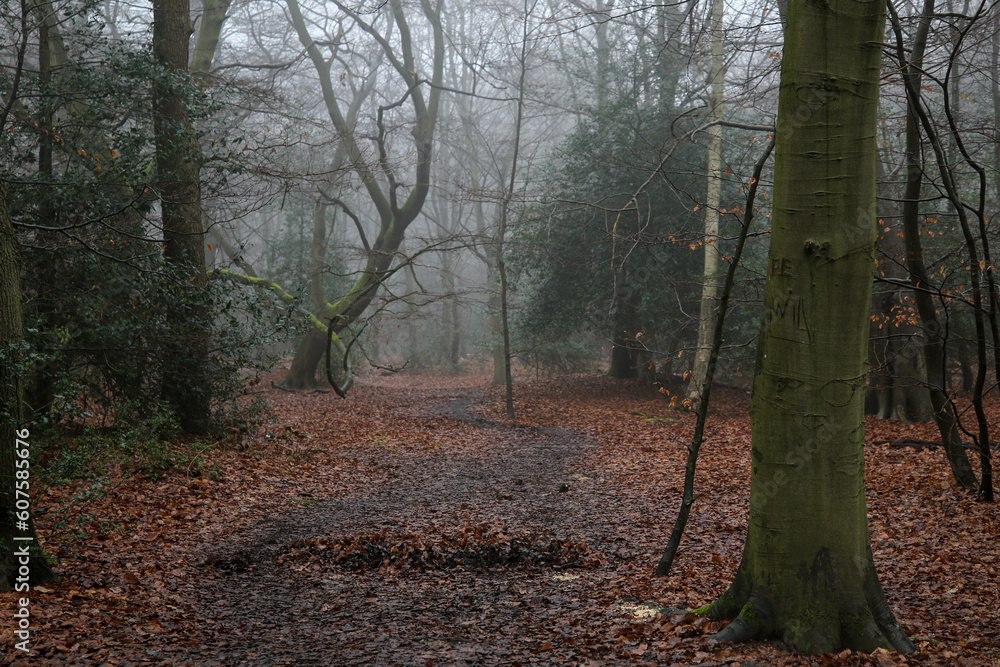 Epping Forest in the mist, United Kingdom Epping Forest in the mist, United Kingdom