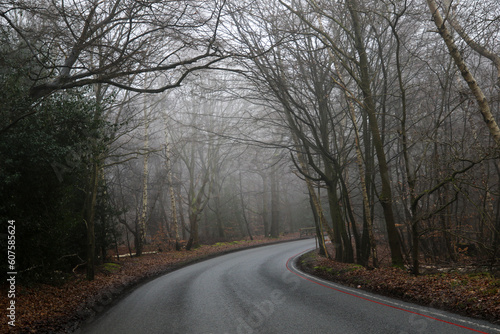 Epping Forest in the mist, United Kingdom