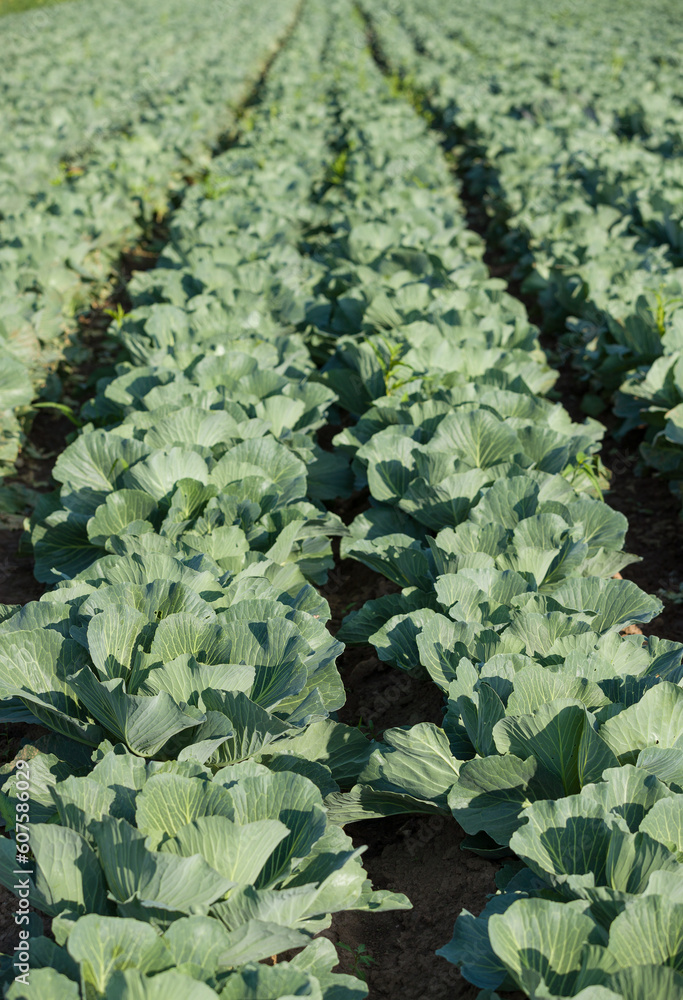 Rows of fresh cabbage in the field. Agriculture Rows of fresh cabbage in the field. Agriculture