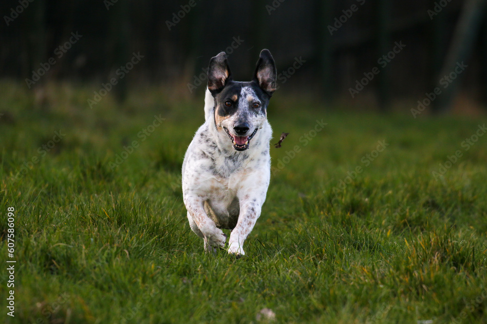 Pet Dogs enjoying a walk, United Kingdom