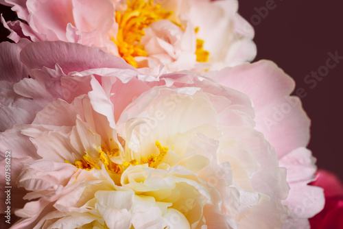 close up of pink flowers