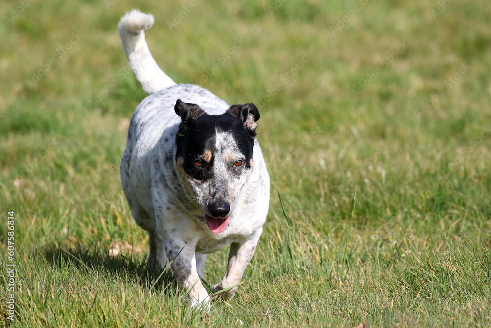 Pet Dogs enjoying a walk, United Kingdom Pet Dogs enjoying a walk, United Kingdom