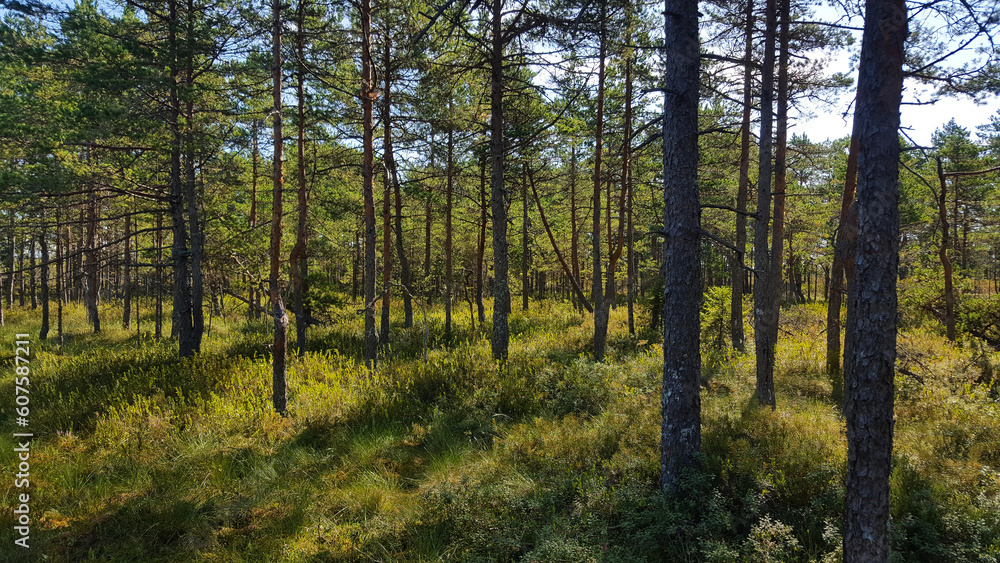 estonia swamp moor landscape view nature trail national park