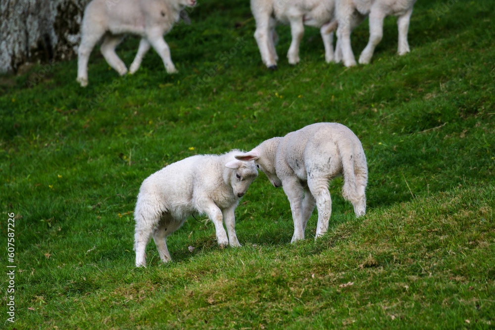 Obraz premium Cute Lambs on a Sheep Farm, Wales