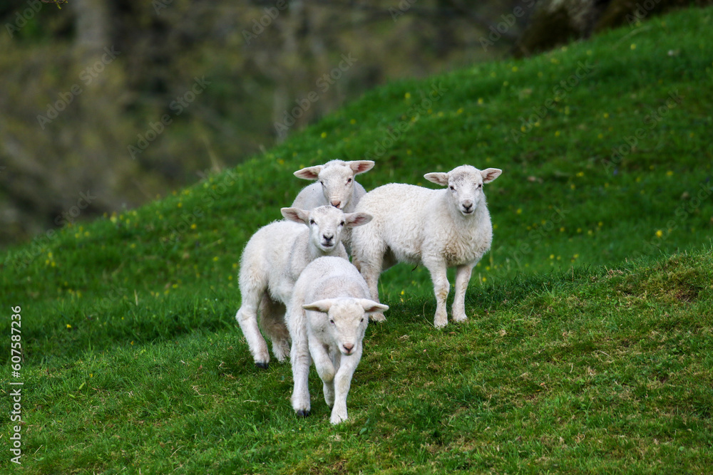 Fototapeta premium Cute Lambs on a Sheep Farm, Wales